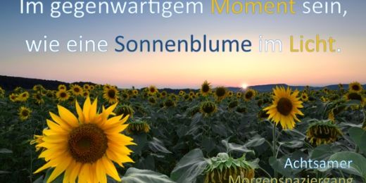Sonnenblumenfeld beim Sonnenaufgang