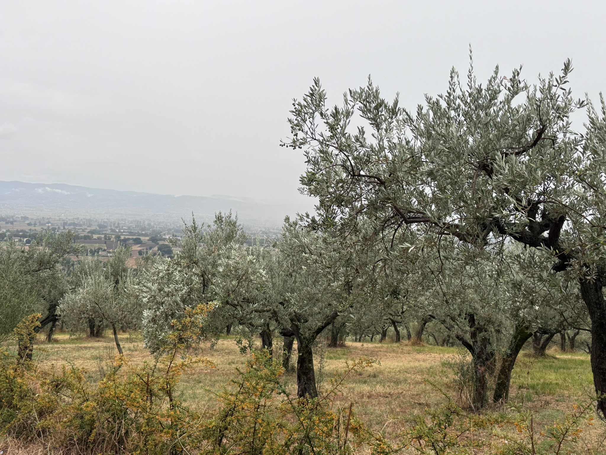 Wallfahrt Assisi